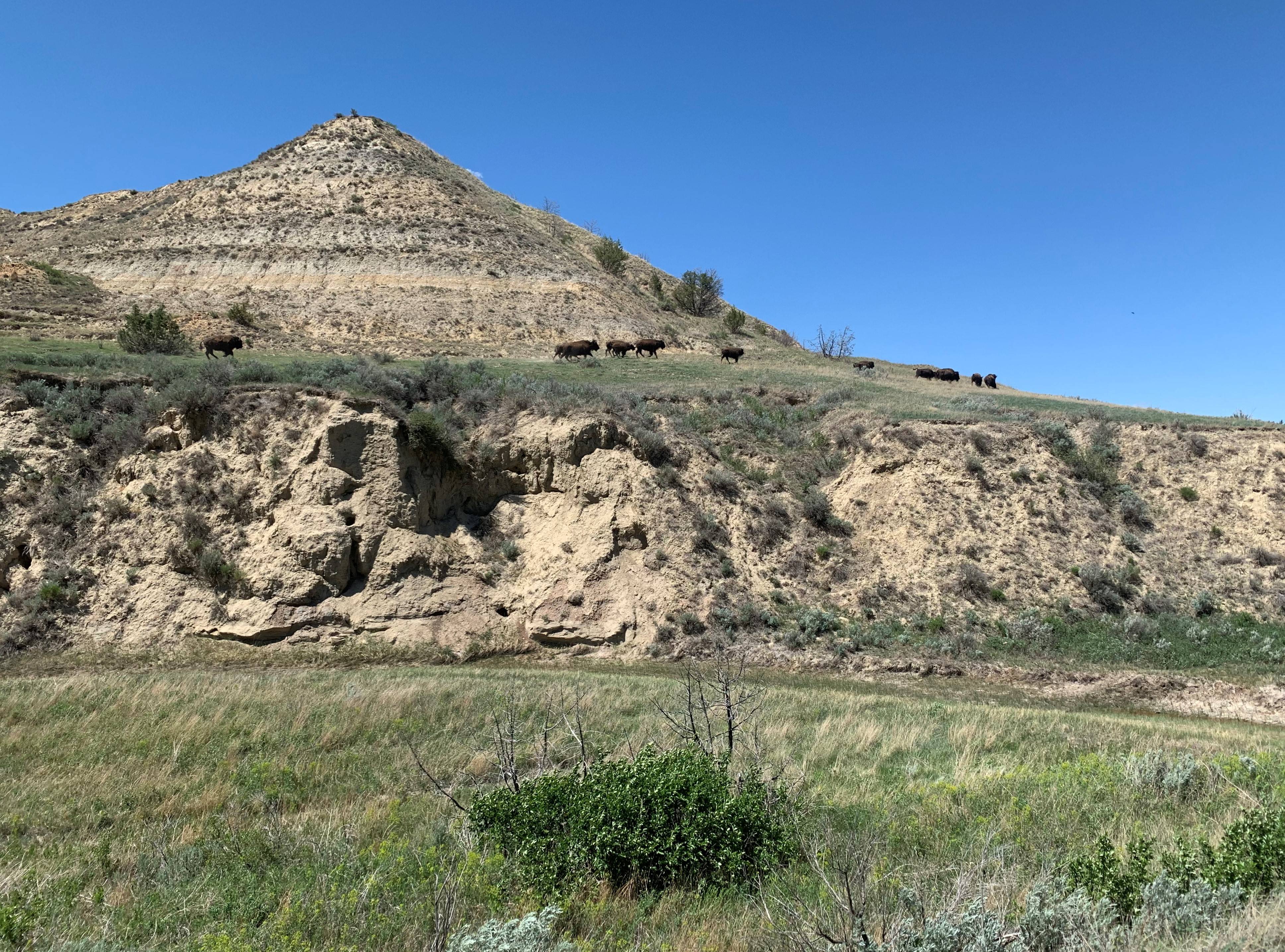 Theodore Roosevelt NP